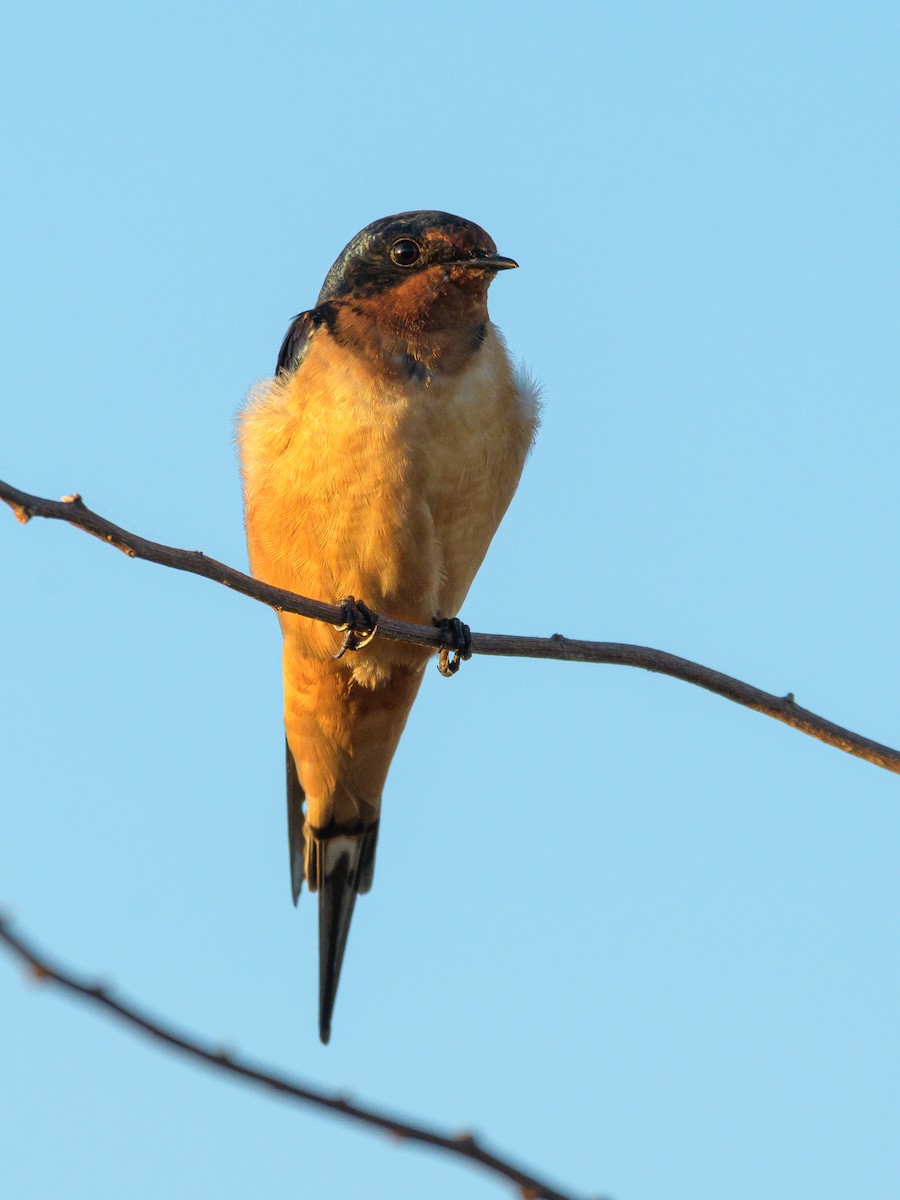 Barn Swallow - Carlos Rossello