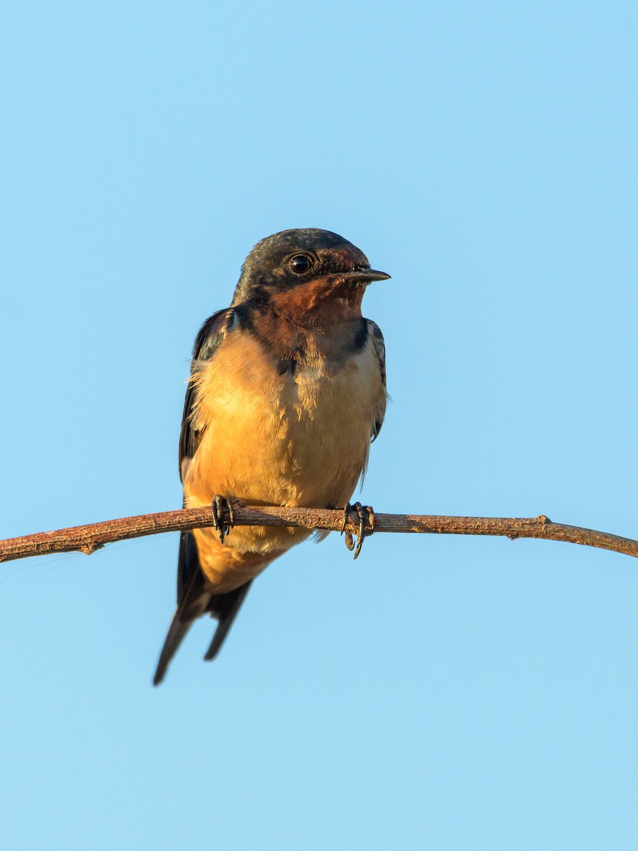 Barn Swallow - Carlos Rossello