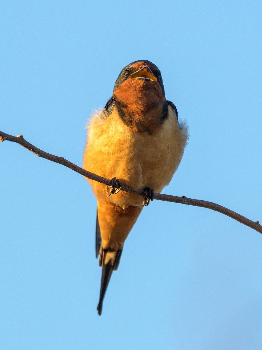 Barn Swallow - ML536212151