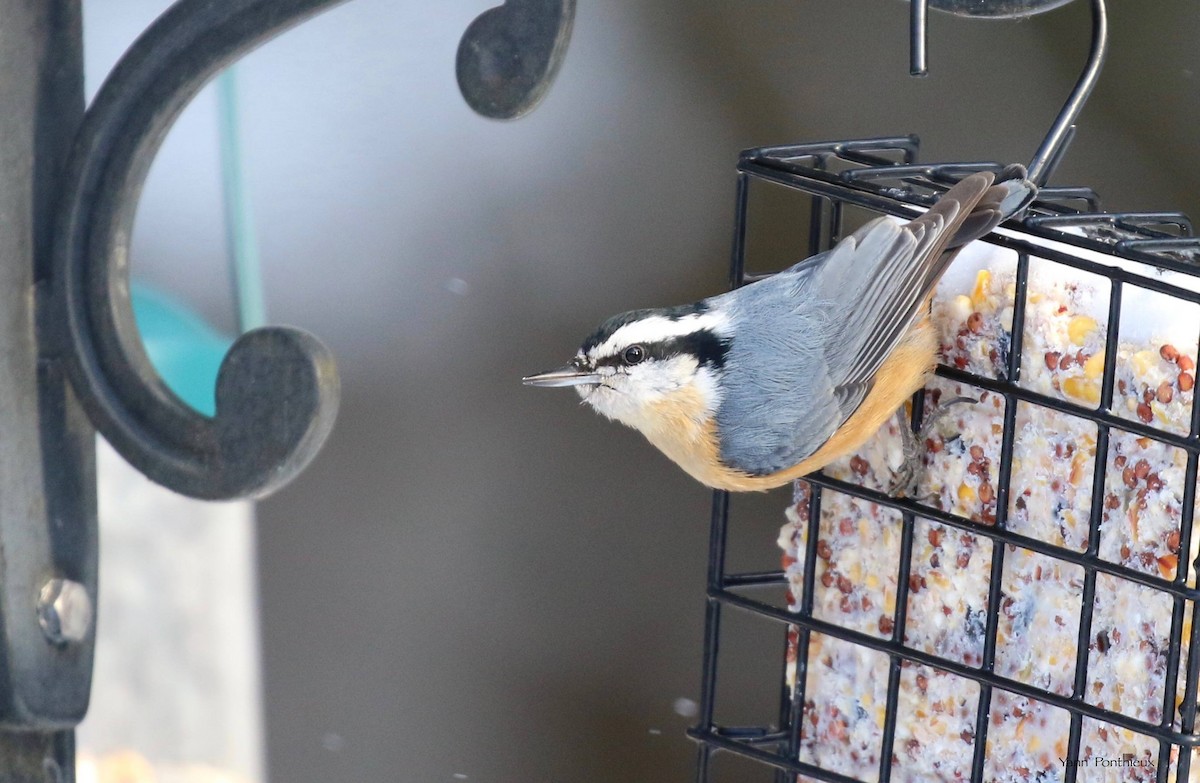 Red-breasted Nuthatch - ML536212211