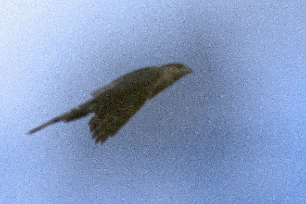 Cooper's Hawk - ML53621261