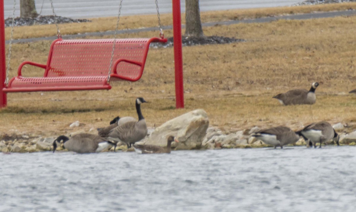 Greater White-fronted Goose - Ed Wransky