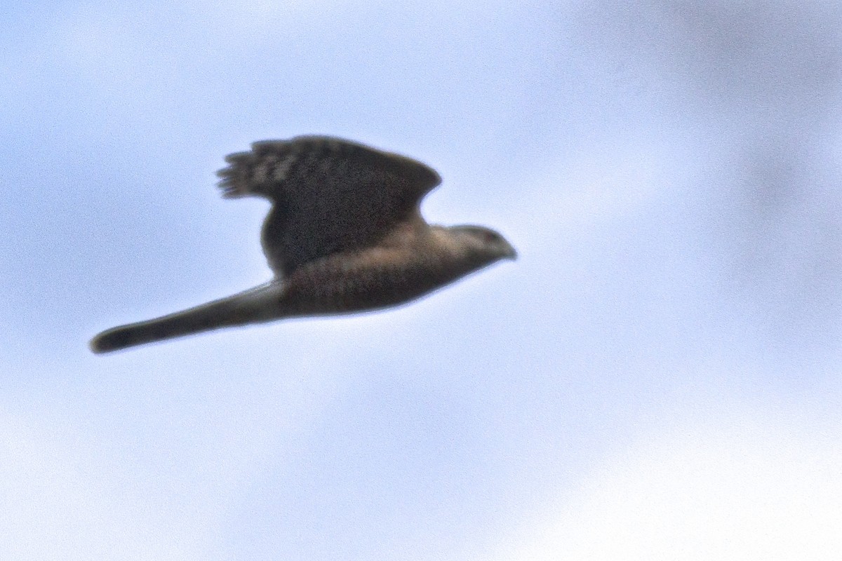 Cooper's Hawk - ML53621271