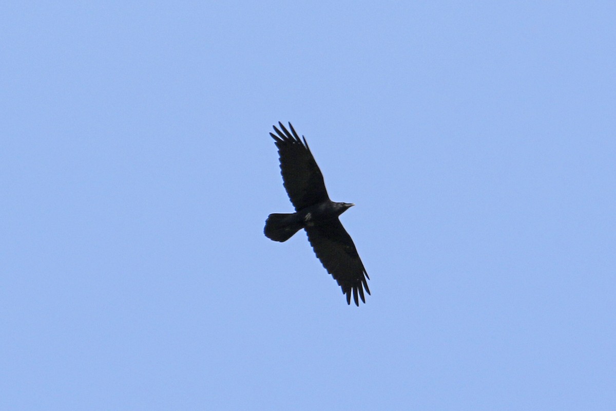 Common Raven - ML536212891