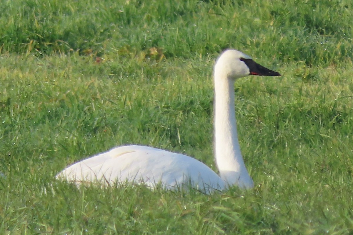 Trumpeter Swan - John Harris