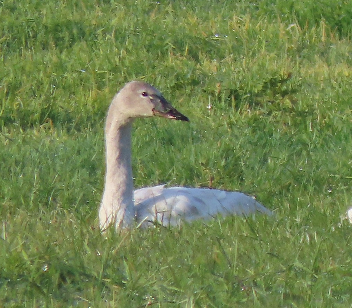 Tundra Swan - John Harris