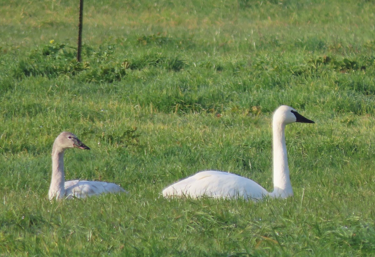 Tundra Swan - ML536214281