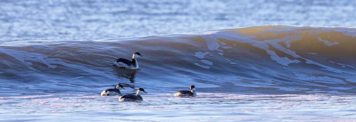 Horned Grebe - ML536214531