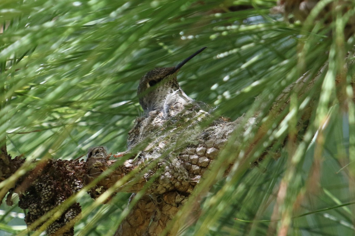 Anna's Hummingbird - ML536214751