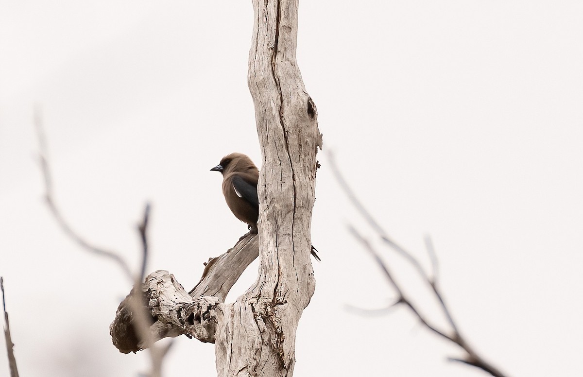 Dusky Woodswallow - ML536214971