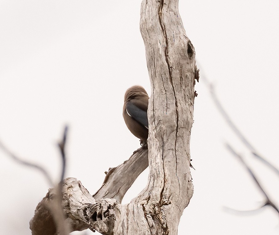 Dusky Woodswallow - ML536215031