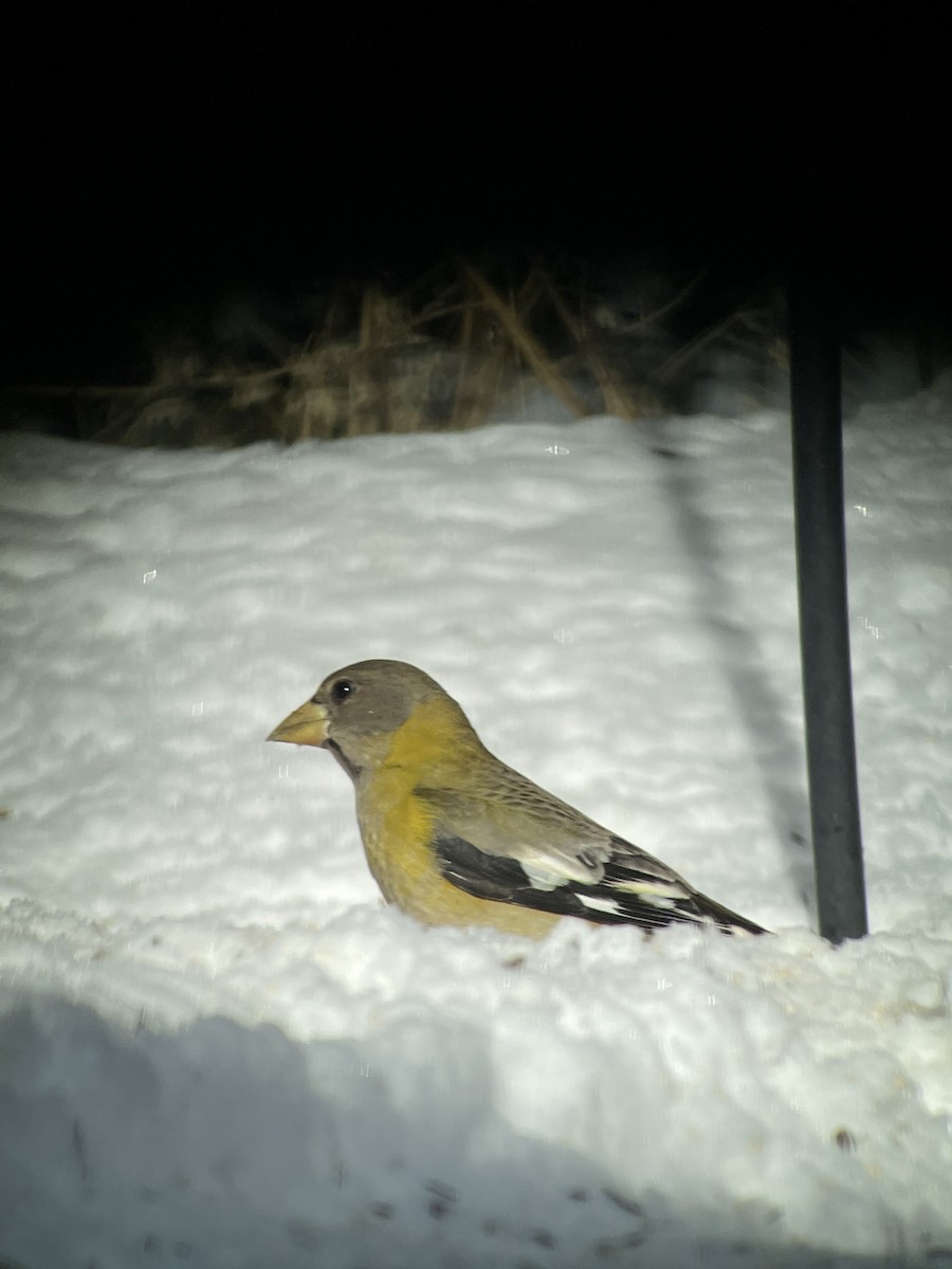 Evening Grosbeak - ML536215111