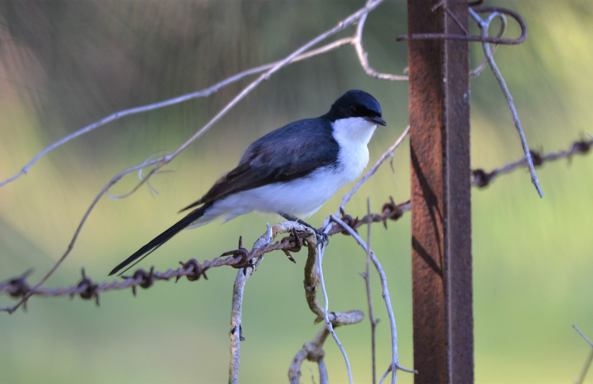 Restless Flycatcher - ML536215221