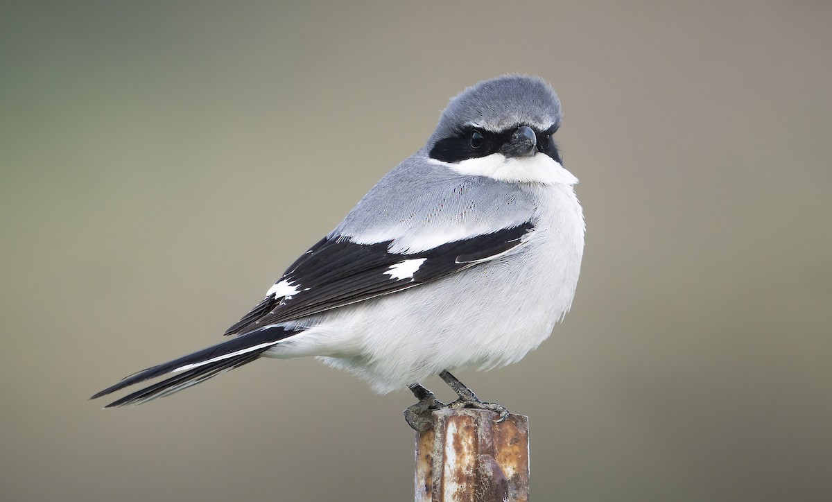 Loggerhead Shrike - Anonymous