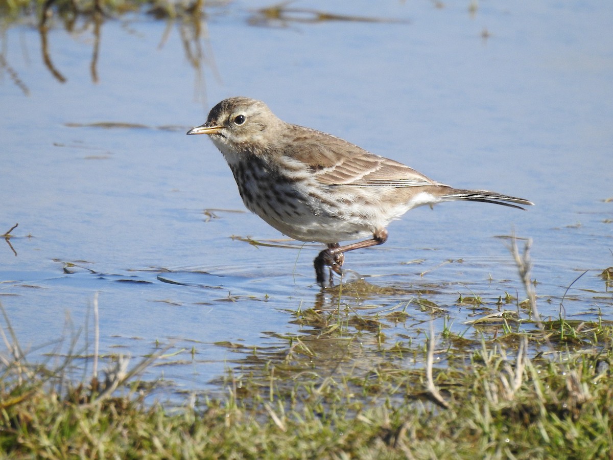 Water Pipit - Gary Losada