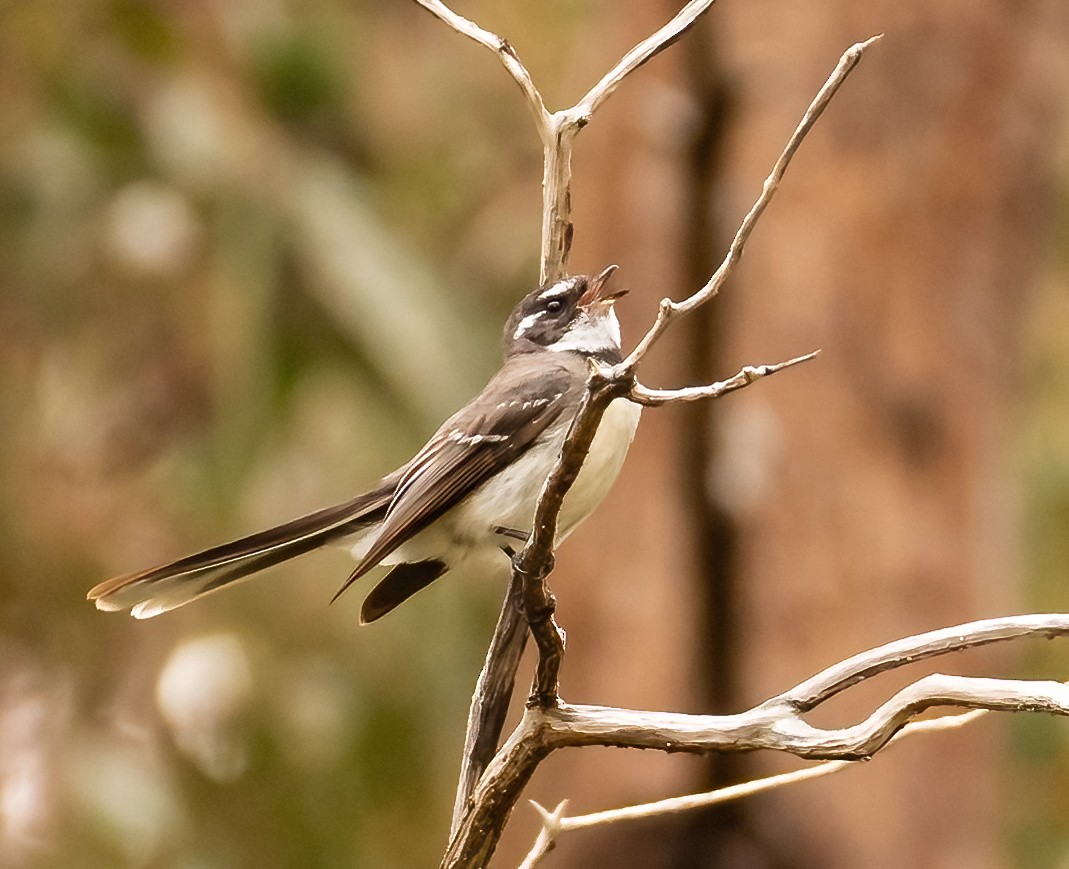 Gray Fantail - ML536215581