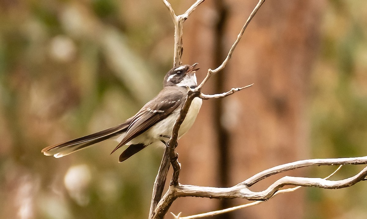 Gray Fantail - ML536215611