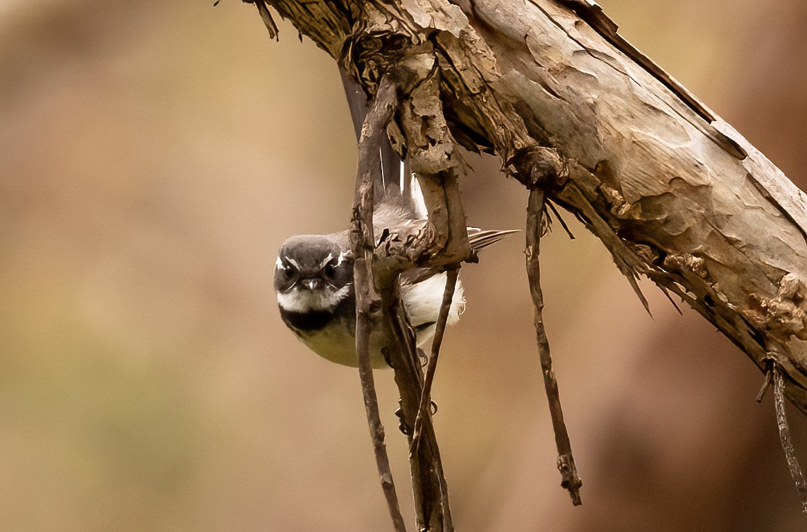 Gray Fantail - ML536215651