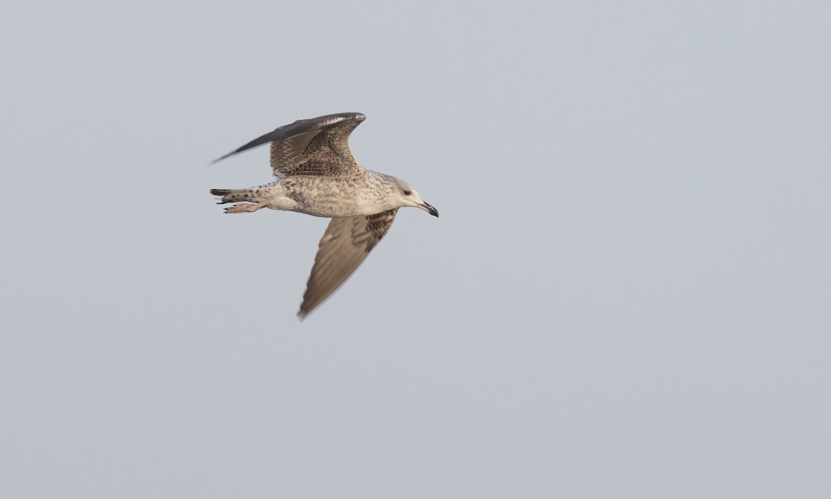 Lesser Black-backed Gull - ML536216481