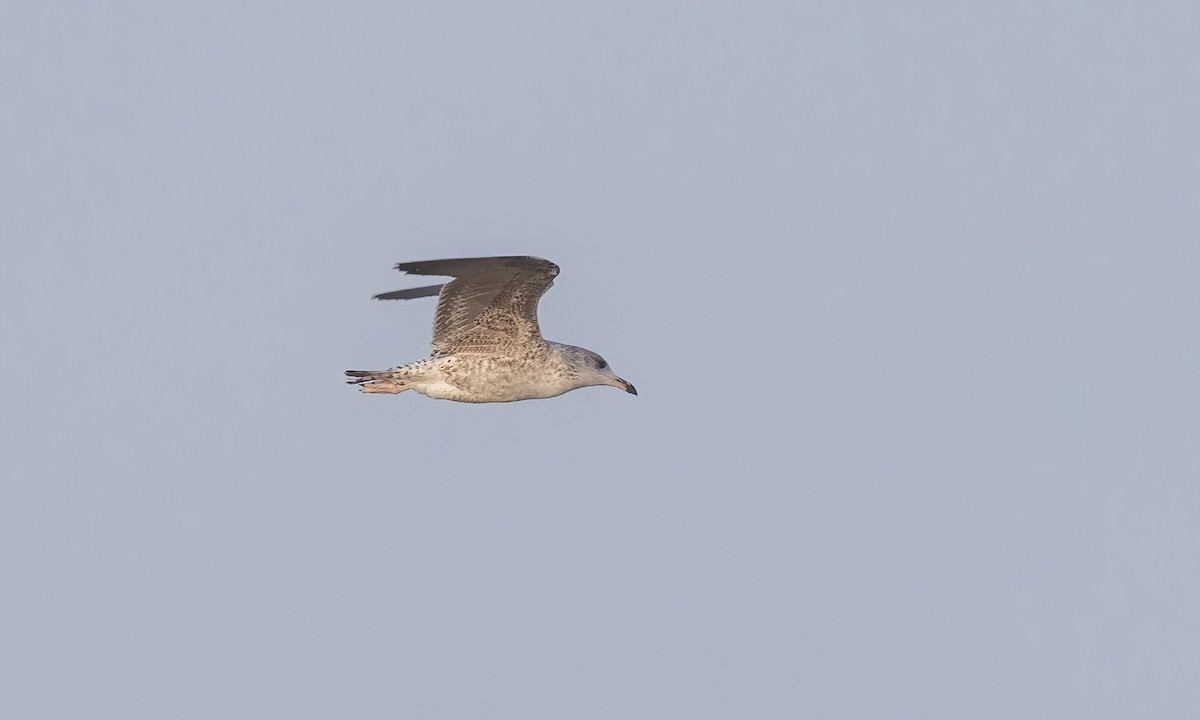 Lesser Black-backed Gull - ML536216491