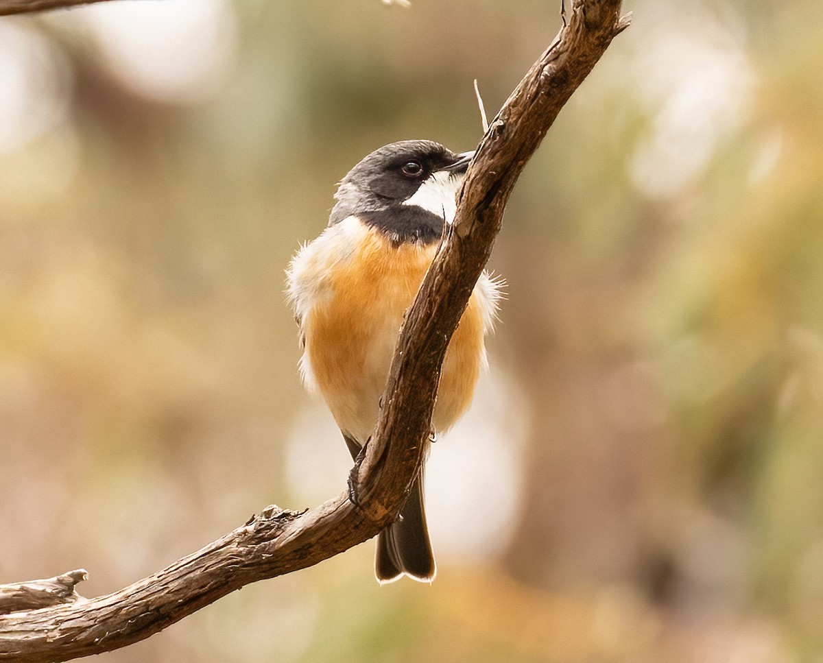 Rufous Whistler - ML536216551