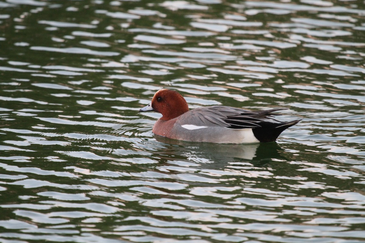 Eurasian Wigeon - Mike O'Malley