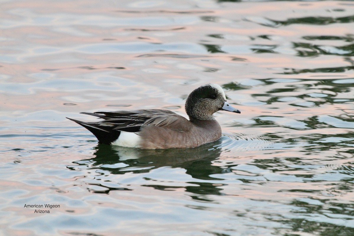 American Wigeon - Mike O'Malley