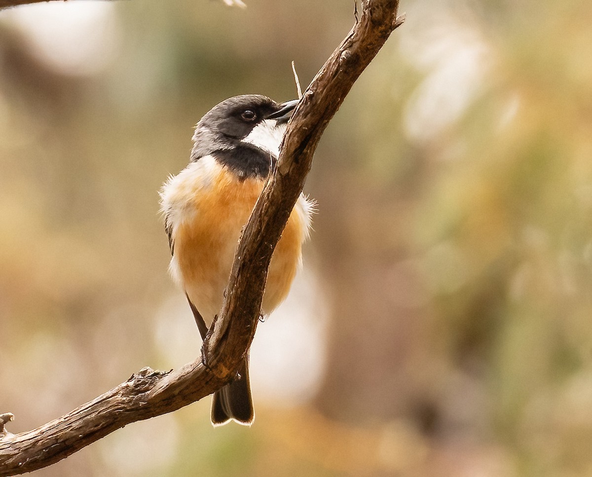 Rufous Whistler - ML536216771