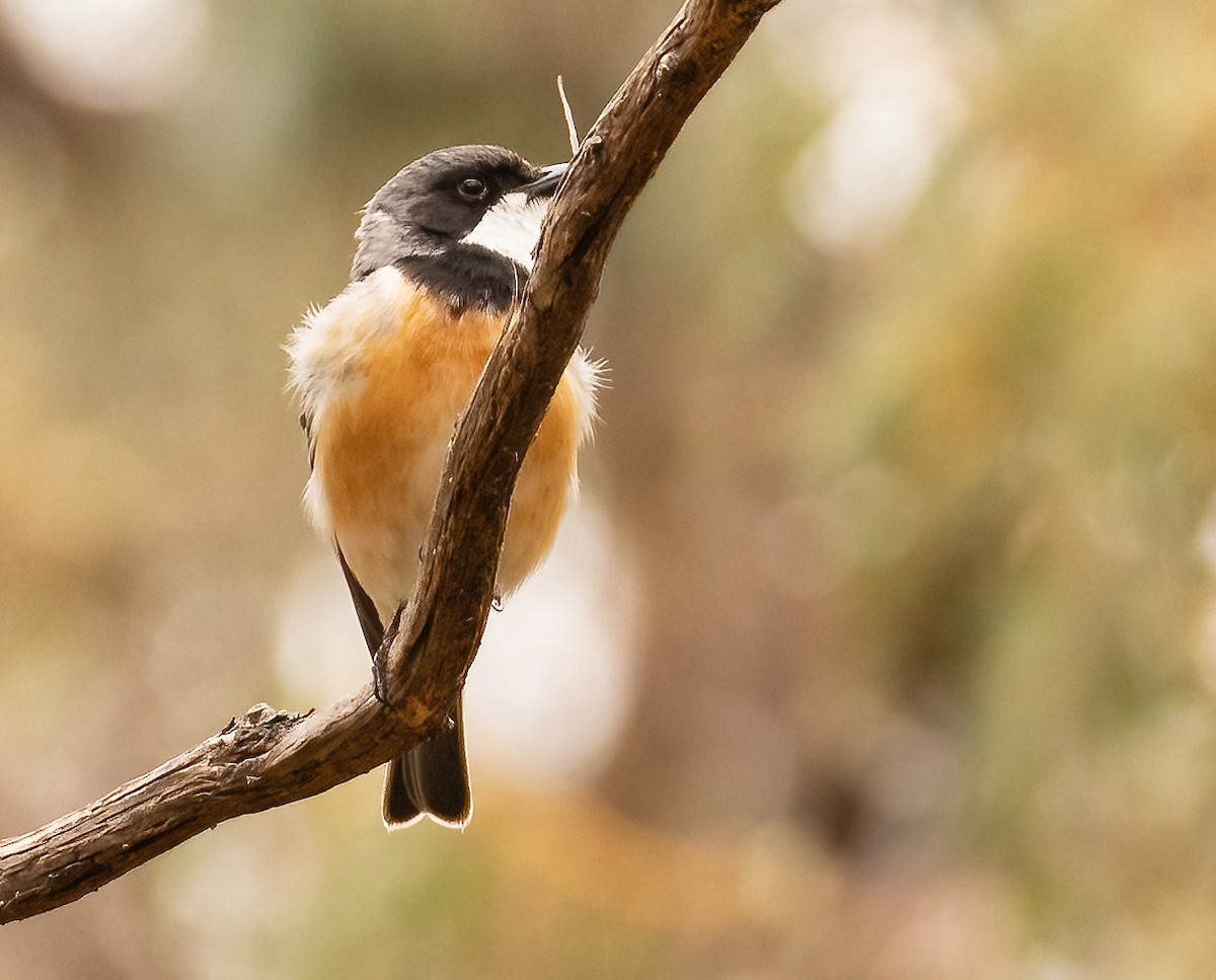 Rufous Whistler - ML536216781