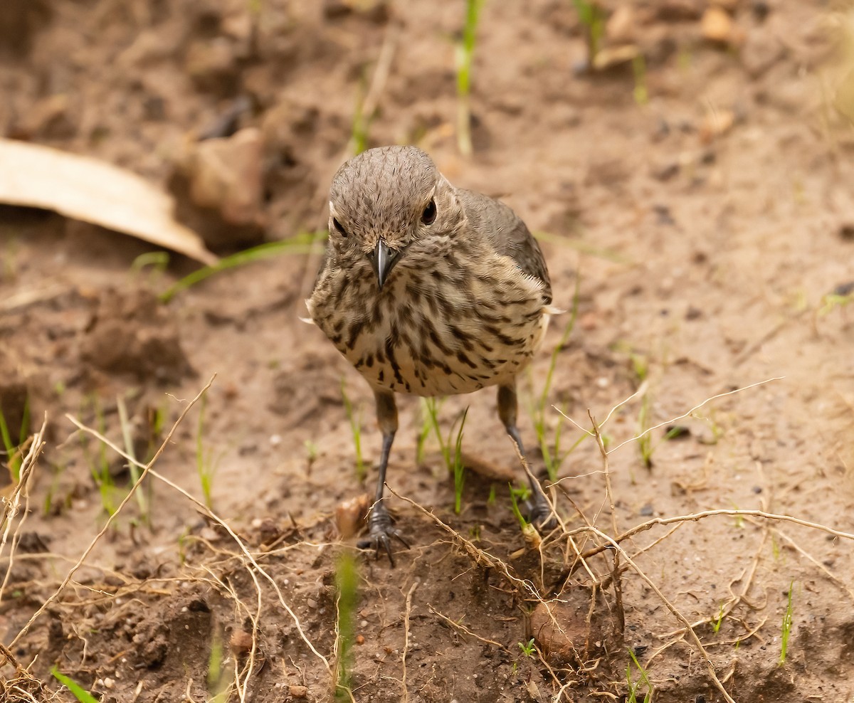 Rufous Whistler - ML536216801