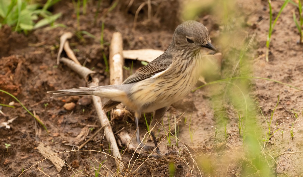 Rufous Whistler - ML536216811