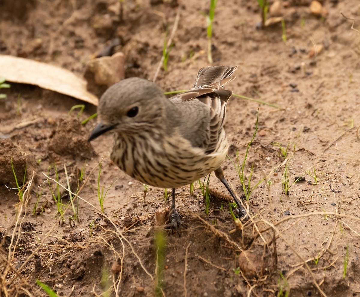 Rufous Whistler - ML536216821