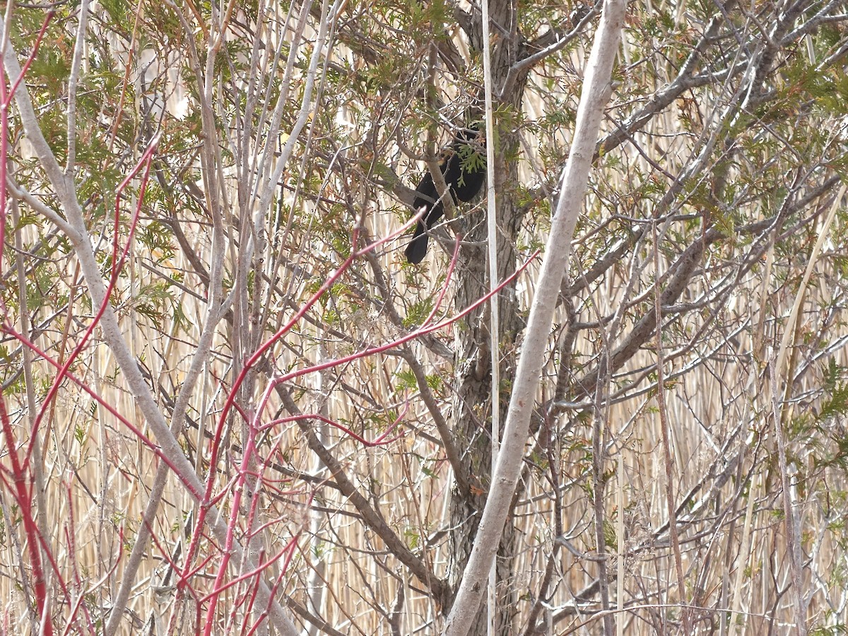 Red-winged Blackbird - Carson Healey