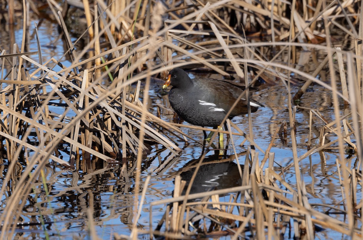 Gallinule d'Amérique - ML536218561