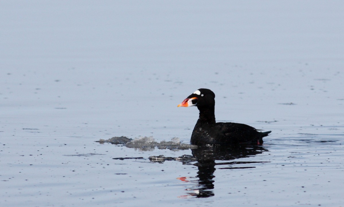 Surf Scoter - ML53621931