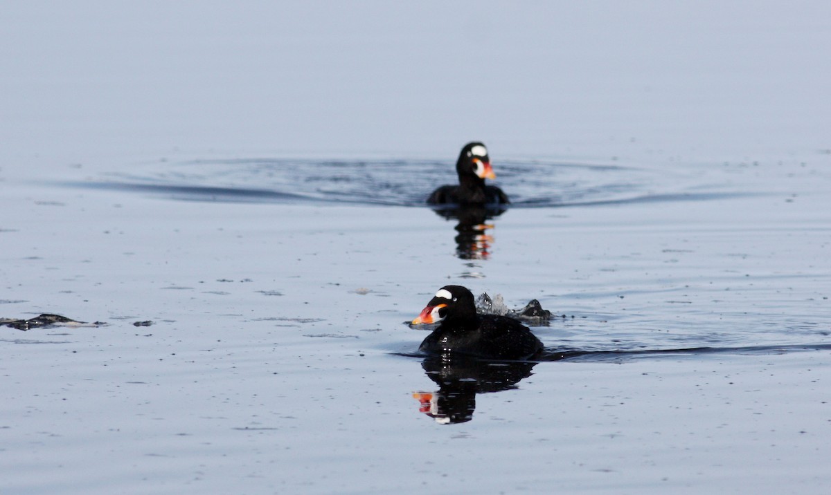 Surf Scoter - ML53621951