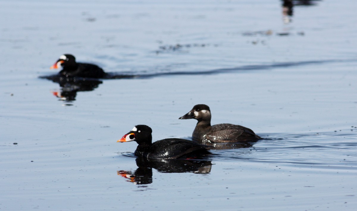 Surf Scoter - ML53621981