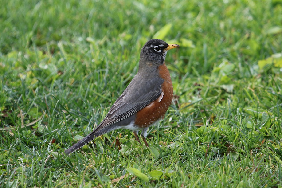 American Robin - ML536219911