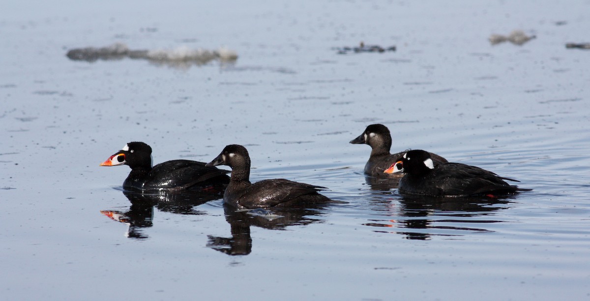 Surf Scoter - ML53622051