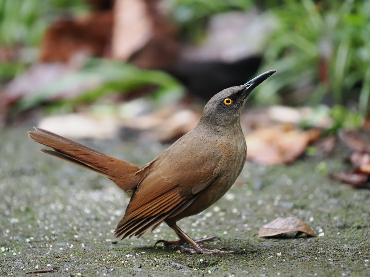 Brown Trembler - Mark Cloutier