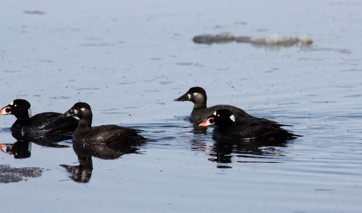 Surf Scoter - ML53622131