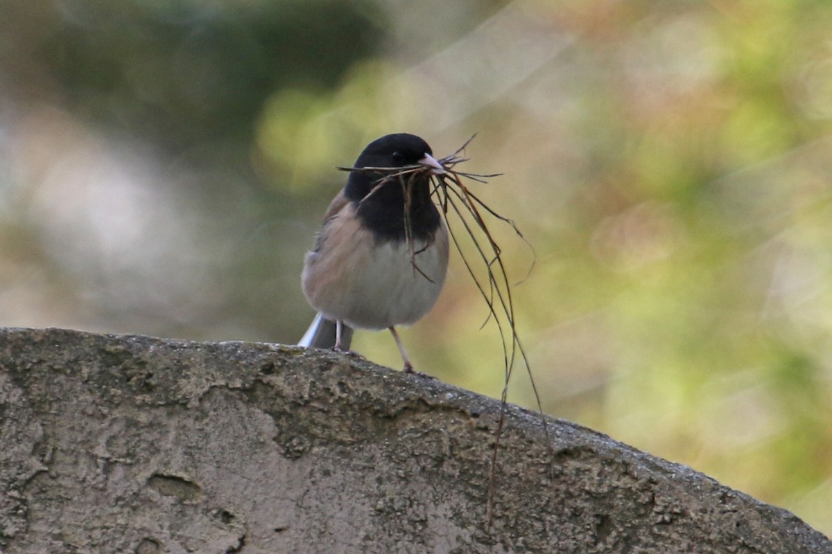 Dark-eyed Junco (Oregon) - ML536221521