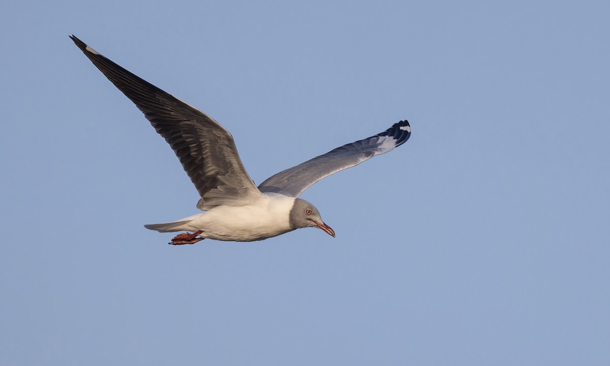 Gray-hooded Gull - ML536221571