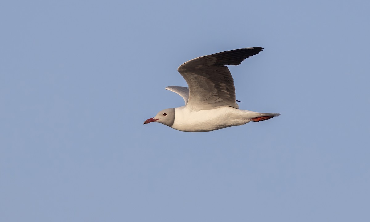 Gray-hooded Gull - ML536221601