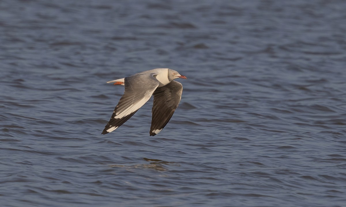 Gray-hooded Gull - Paul Fenwick