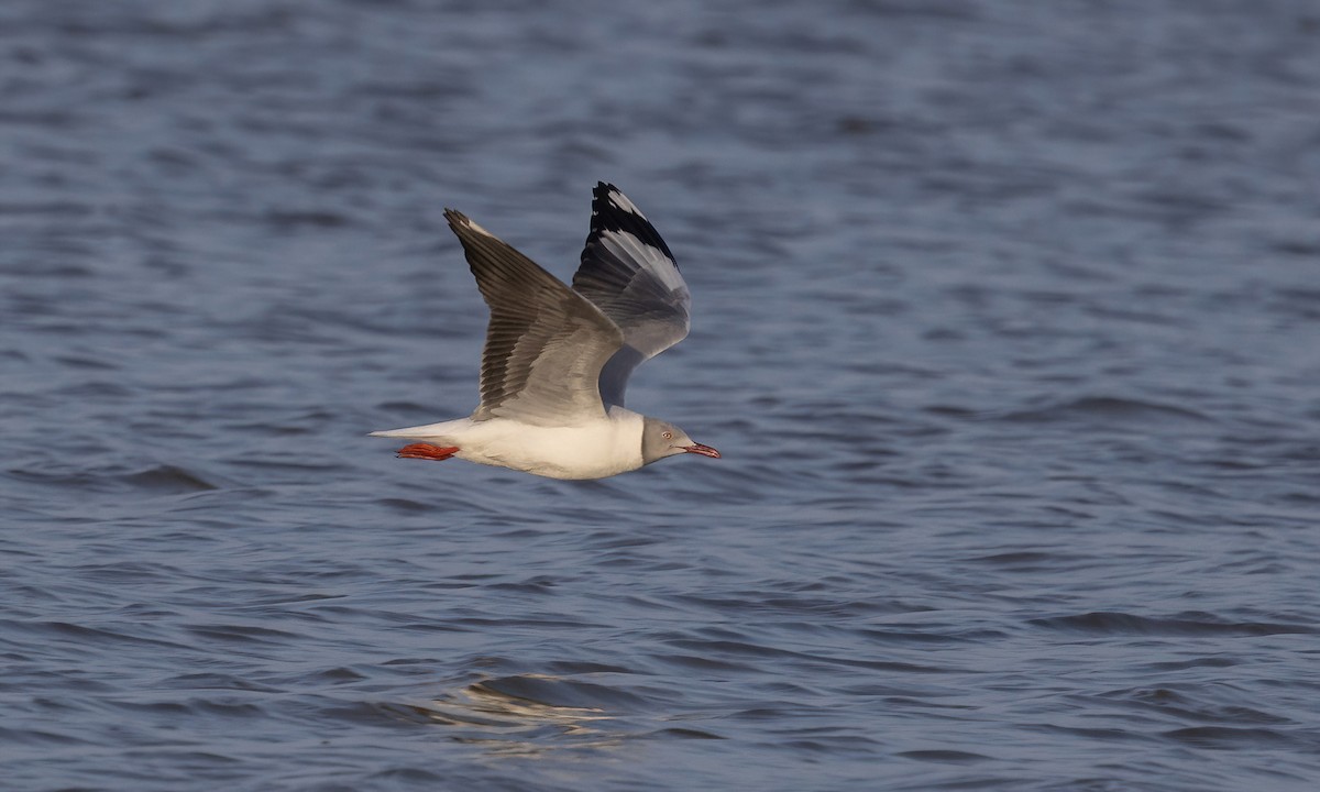 Gray-hooded Gull - ML536221651