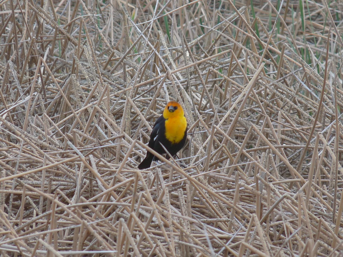 Yellow-headed Blackbird - ML53622181