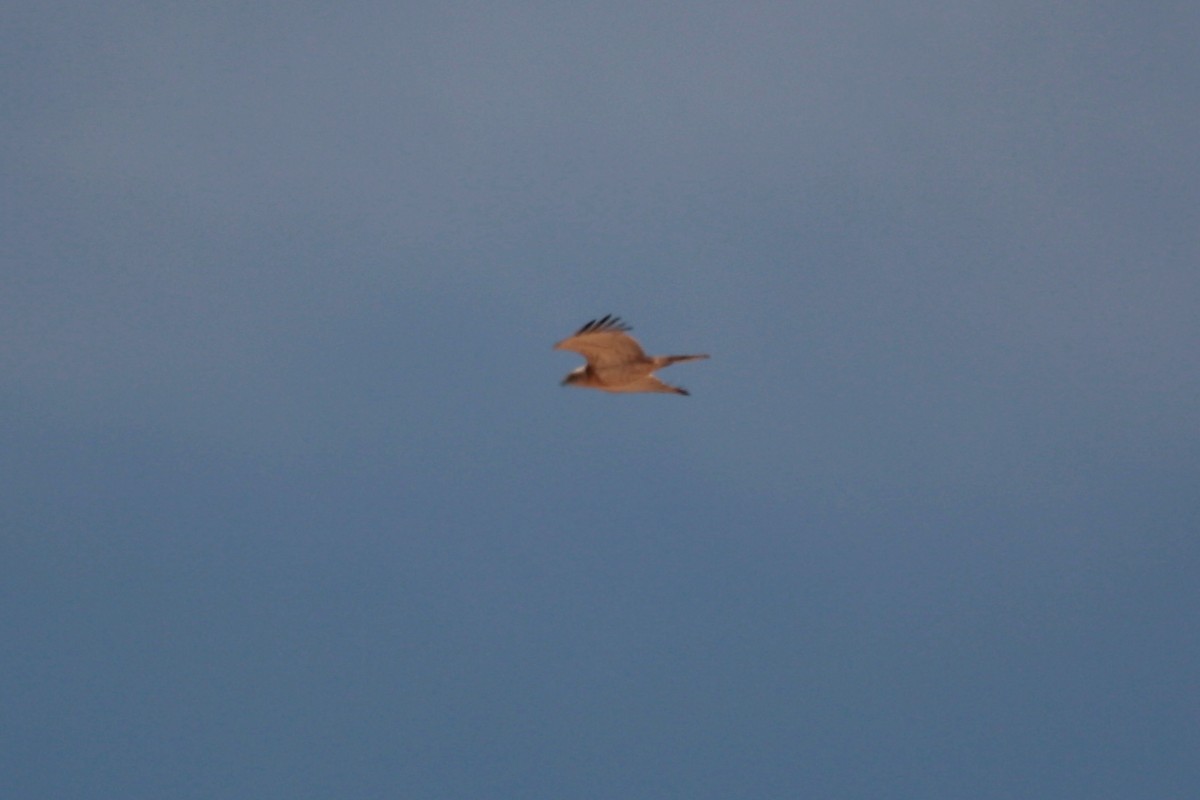 Short-toed Snake-Eagle - ML536222801