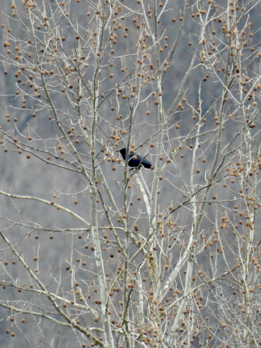 American Crow - ML536222821