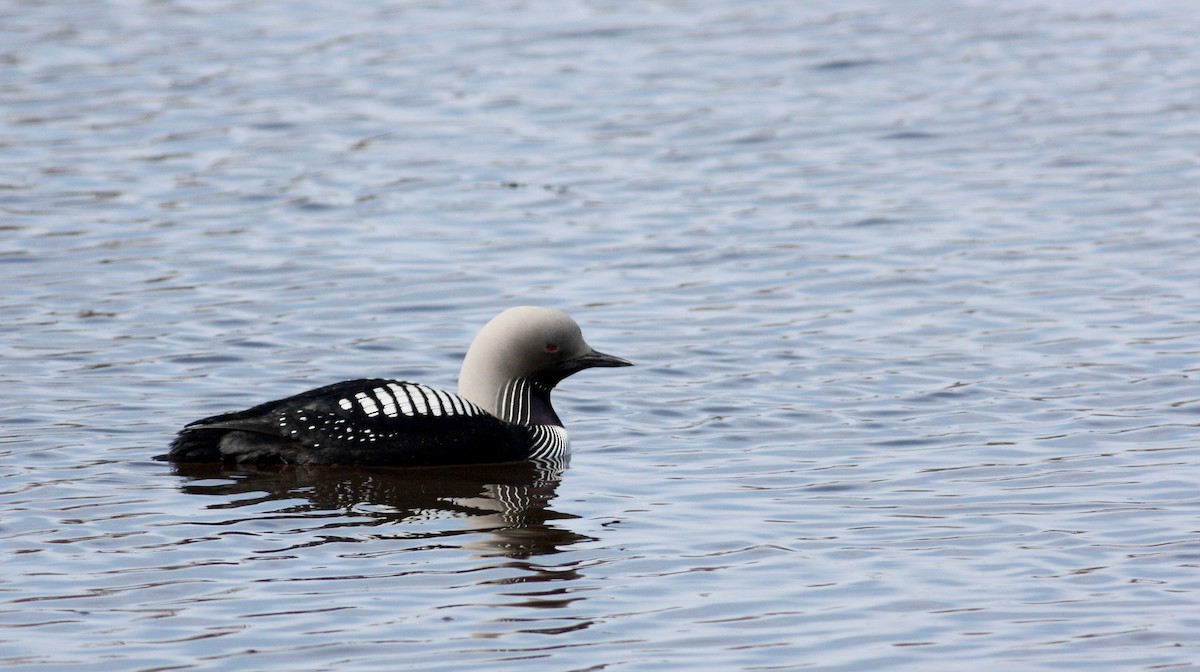 Pacific Loon - ML53622291